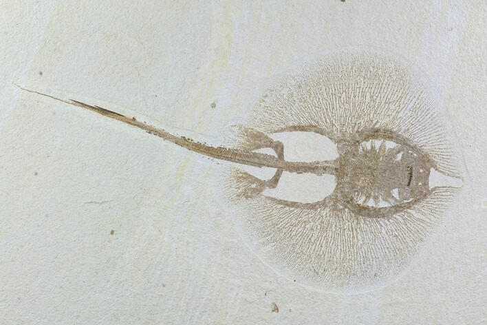 Rare, Fossil Stingray (Heliobatis) - Wyoming #95973